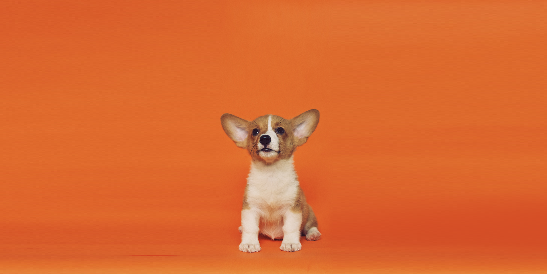 주황색 배경 가운데 강아지가 허공을 보고 있다.